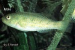 Seagrass Parrotfish (Leptoscarus vaigiensis)